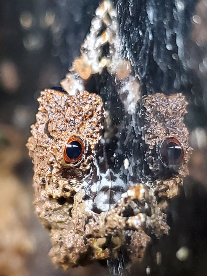Chinese Micro Mossy Frog (Theloderma rhododiscus)