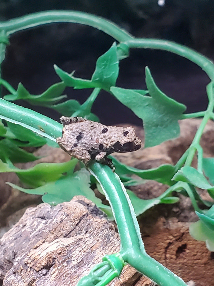 Chinese Micro Mossy Frog (Theloderma rhododiscus)