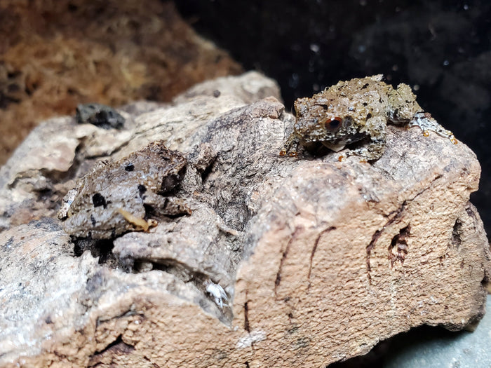 Chinese Micro Mossy Frog (Theloderma rhododiscus)