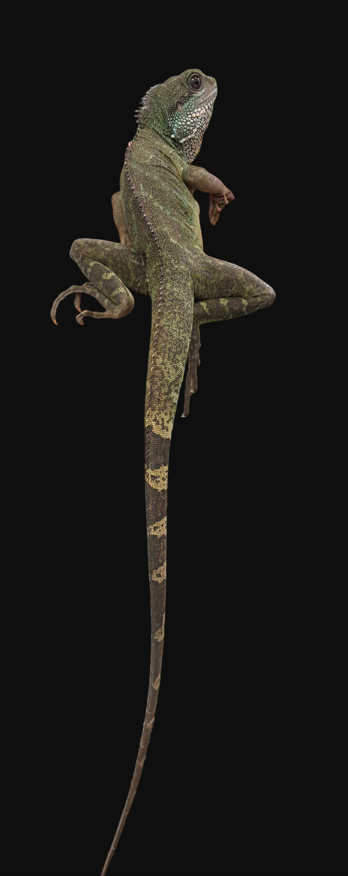 Chinese Water Dragon (Physignathus cocincinus)