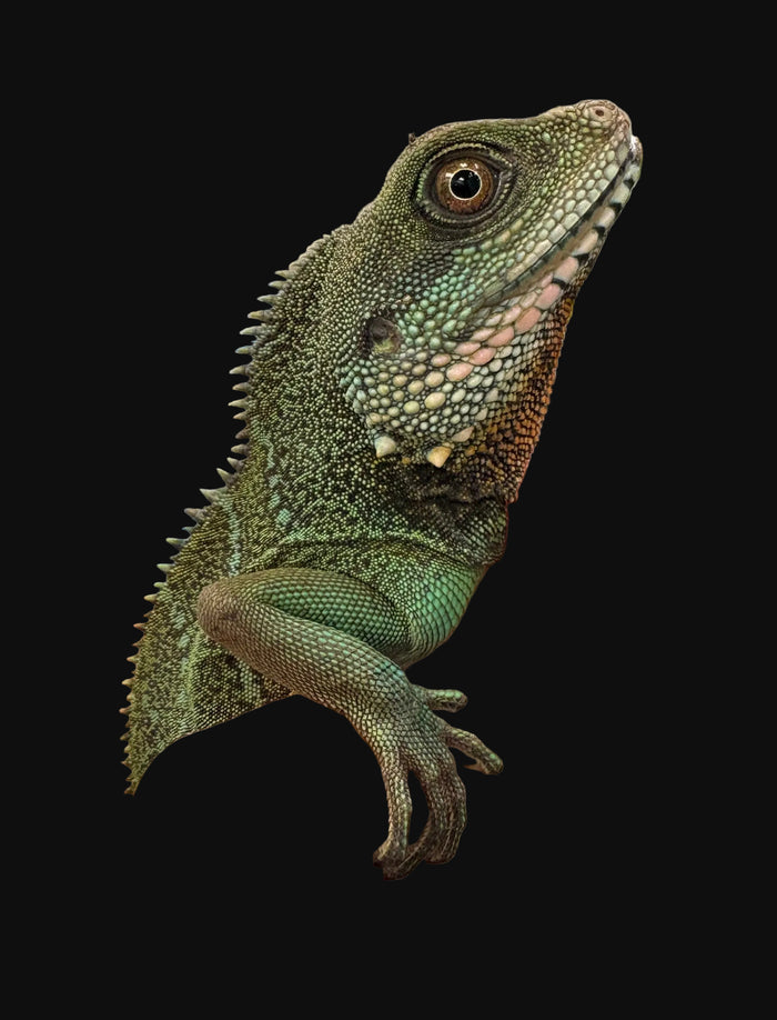 Chinese Water Dragon (Physignathus cocincinus)
