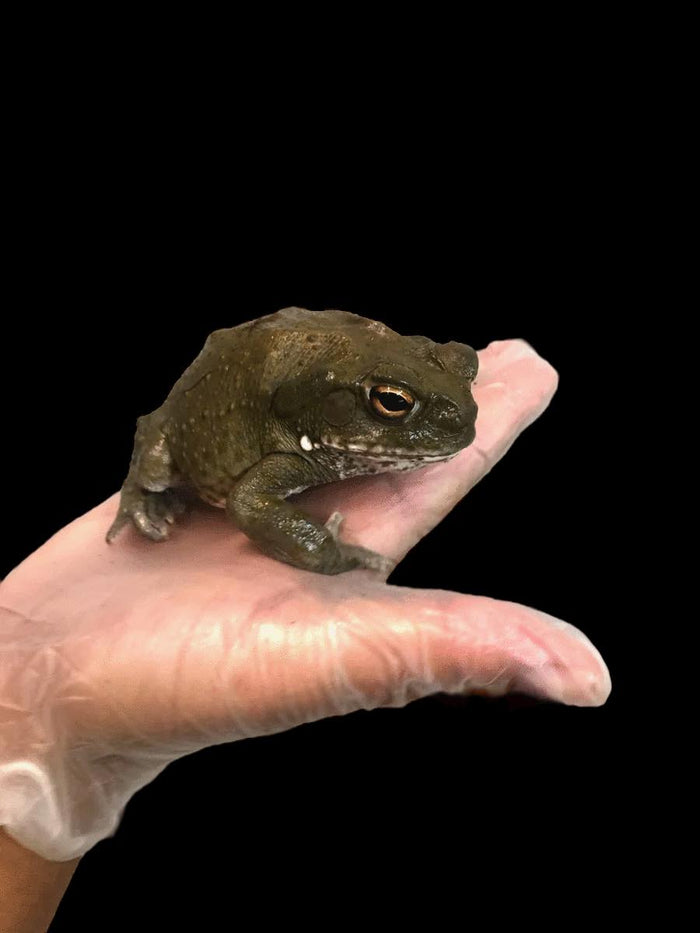 Colorado River Toad