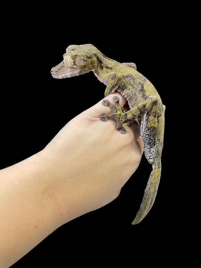 Common Leaf Tail Gecko