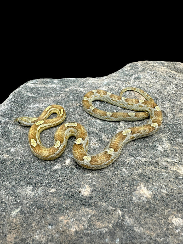 Corn Snake (Caramel Motley)