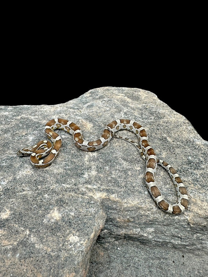 Corn Snake (Caramel)
