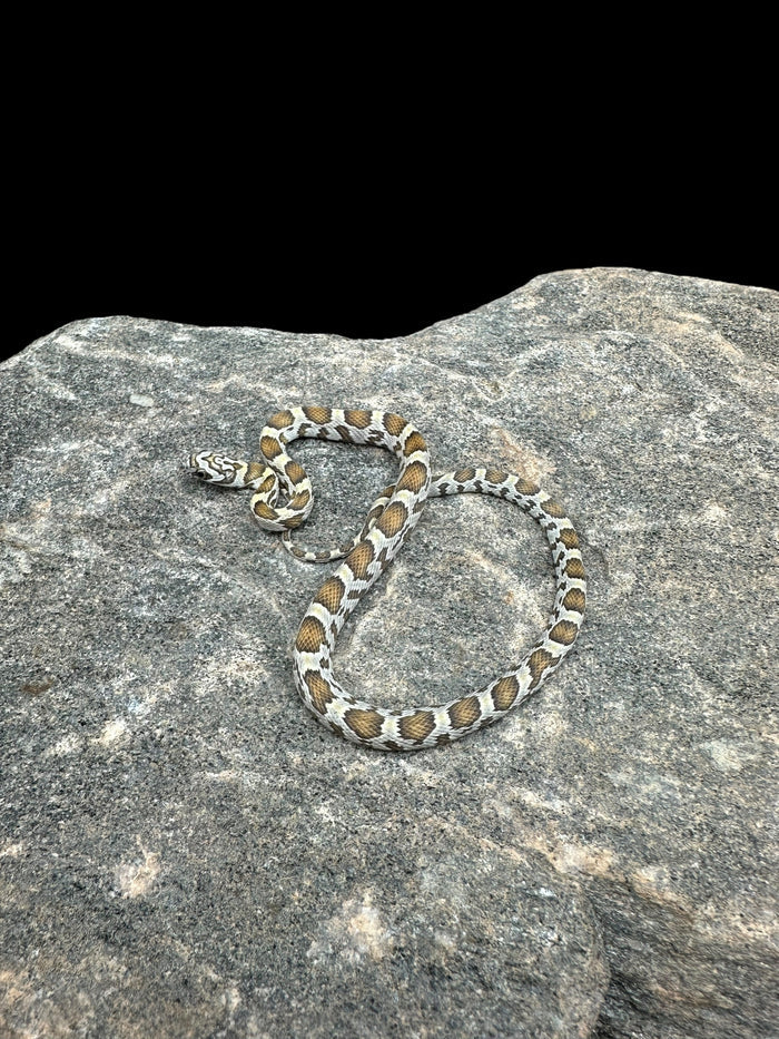 Corn Snake (Honey)