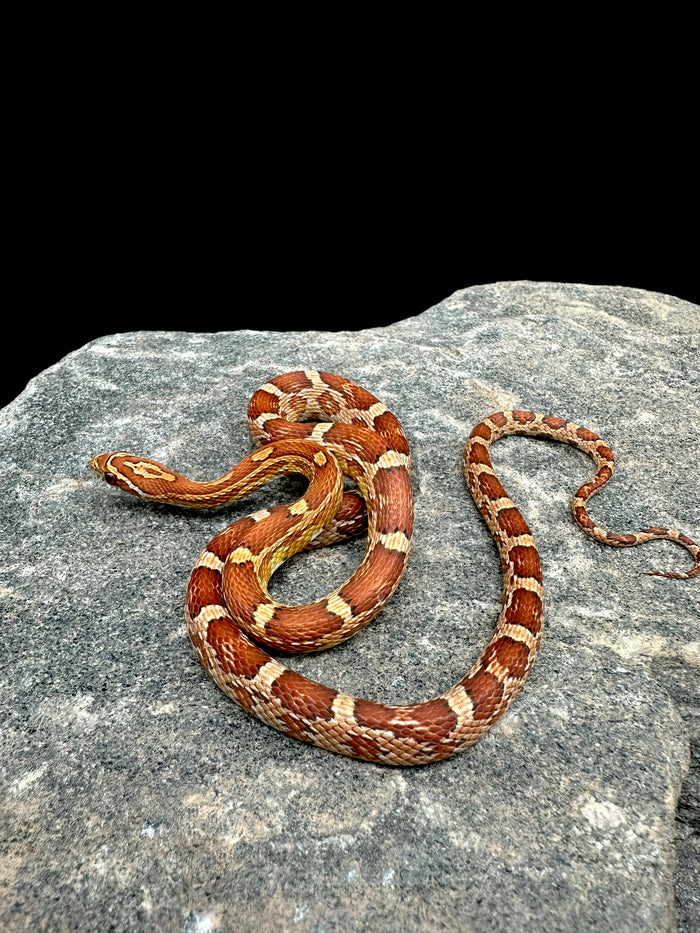 Corn Snake (Hypo)