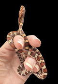 Corn Snake (Normal)