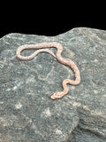 Corn Snake (Salmon Snow)