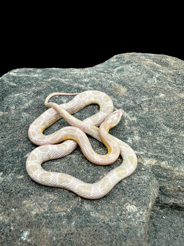 Corn Snake (Salmon Snow)