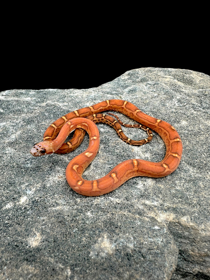 Corn Snake (Scaleless Blood) Male