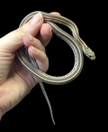 Corn Snake (Tessera Anery)