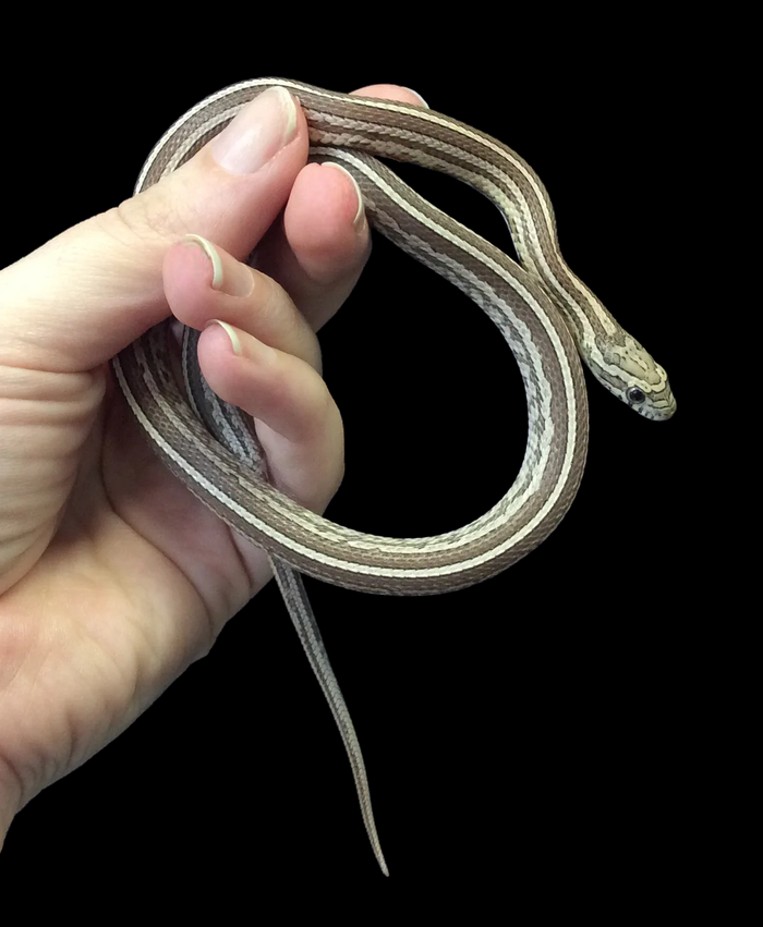 Corn Snake (Tessera Anery)