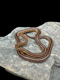 Corn Snake (Tessera Het Scaleless Amel)