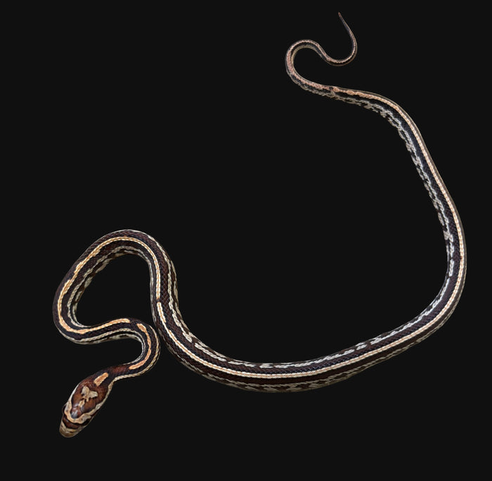 Corn Snake (Tessera)