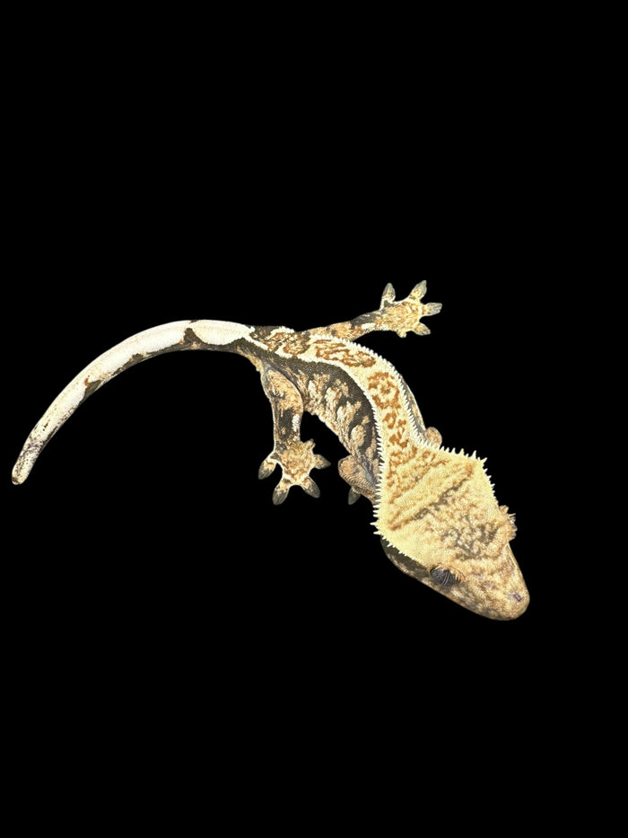 Crested Geckos (Assorted Morphs)