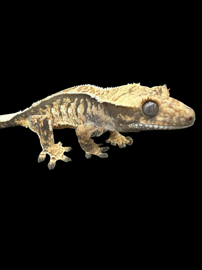 Crested Geckos (Assorted Morphs)