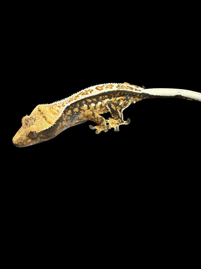 Crested Geckos (Assorted Morphs)