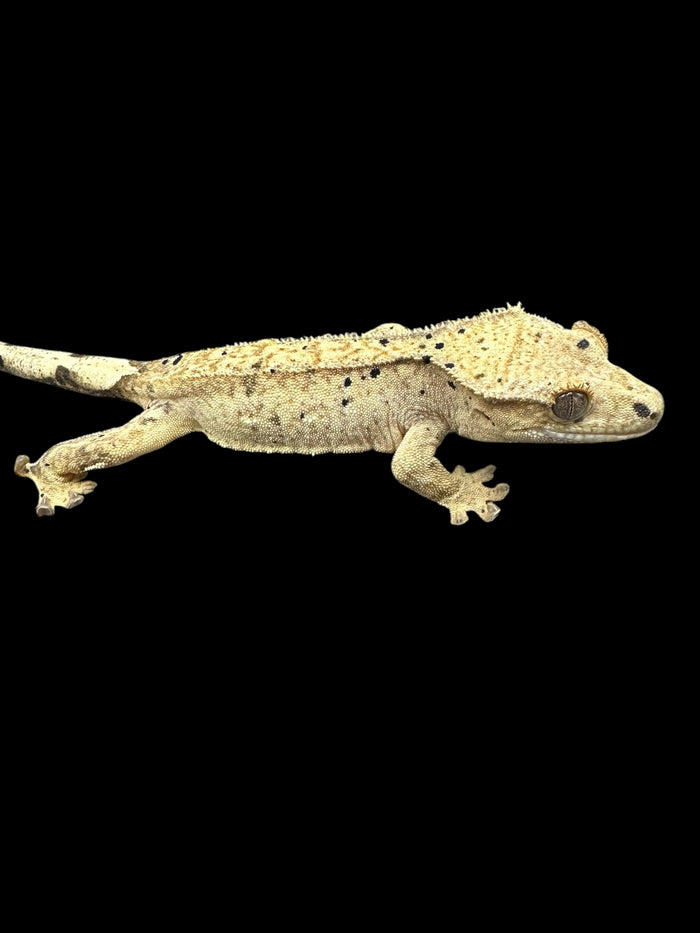 Crested Geckos (Assorted Morphs)