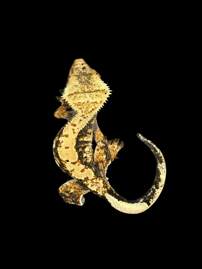 Crested Geckos (Assorted Morphs)