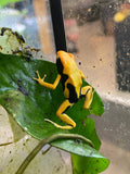 Dendrobates tinctorius 'La Fumee'