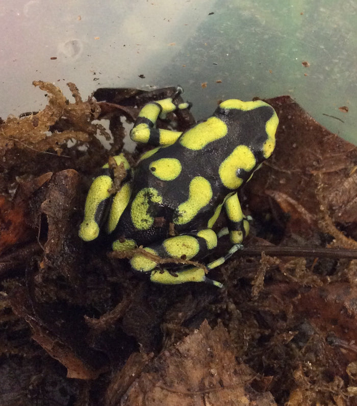 Dendrobates auratus 'Colombian Yellow Capurgana'
