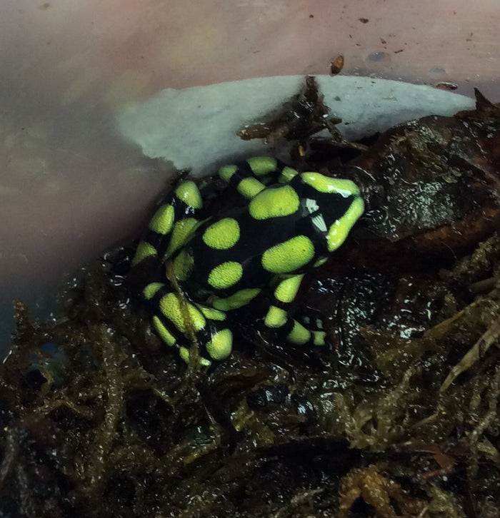 Dendrobates auratus 'Colombian Yellow Capurgana'