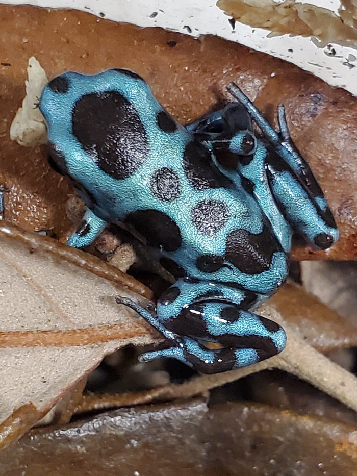 Dendrobates auratus "Super Blue"