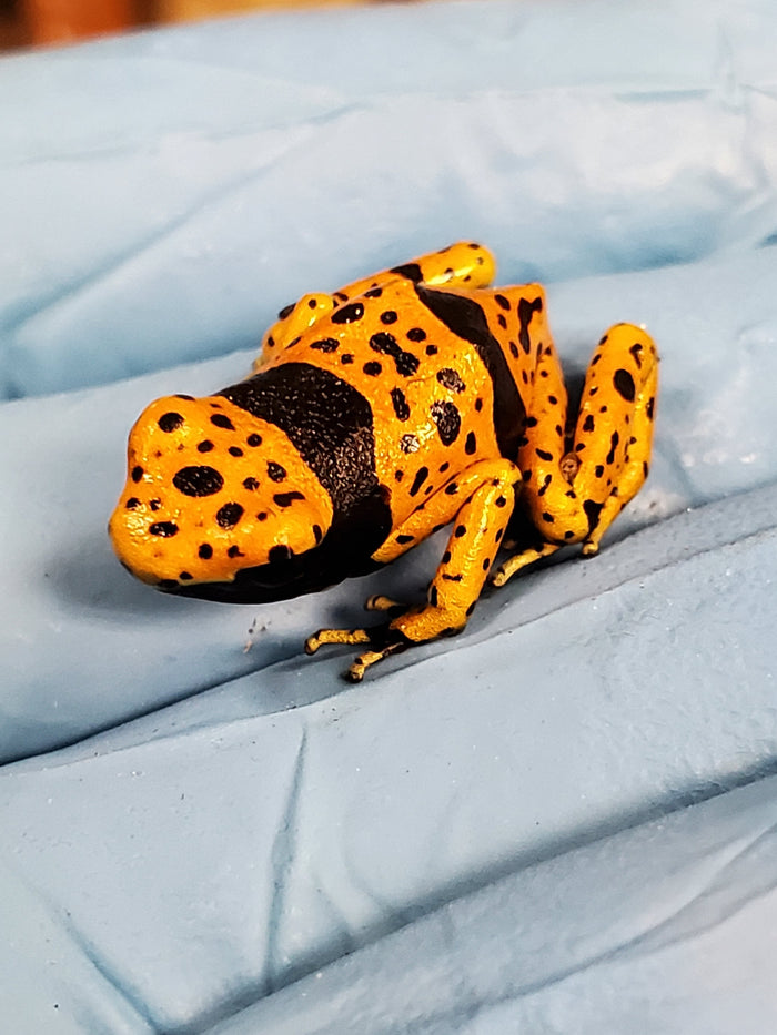Dendrobates leucomelas "Bolivar fine spot"