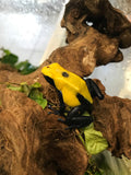 Dendrobates tinctorius 'Citronella'