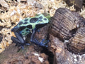 Dendrobates tinctorius 'Green Sipaliwini'