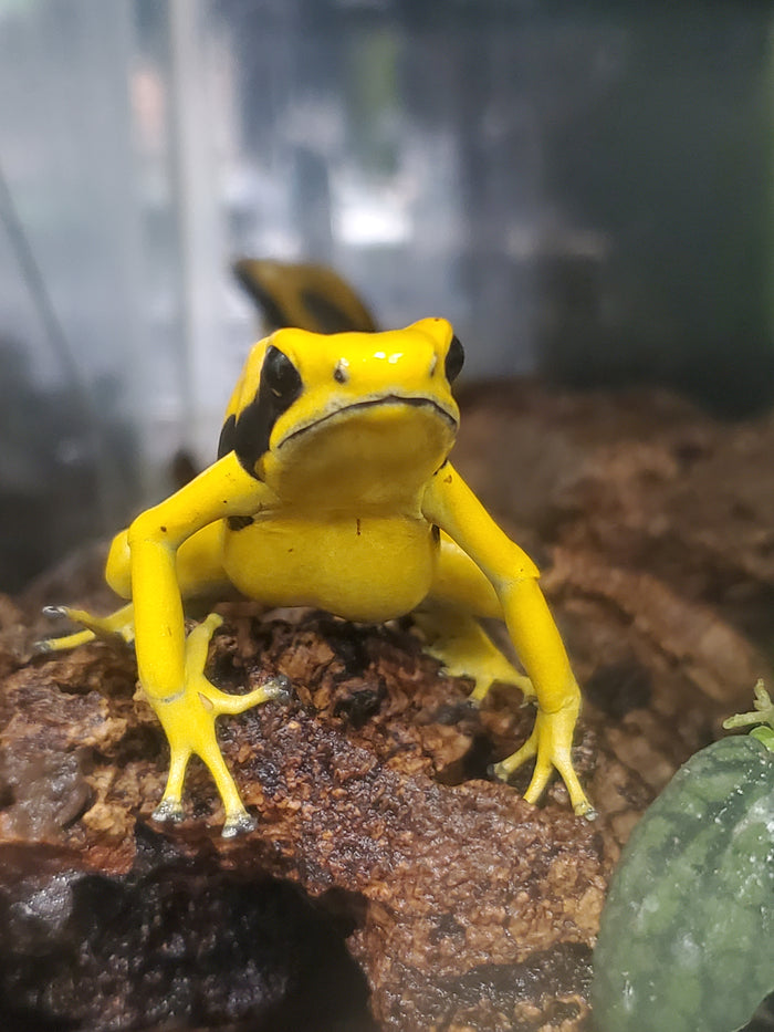 Dendrobates tinctorius "Matecho"