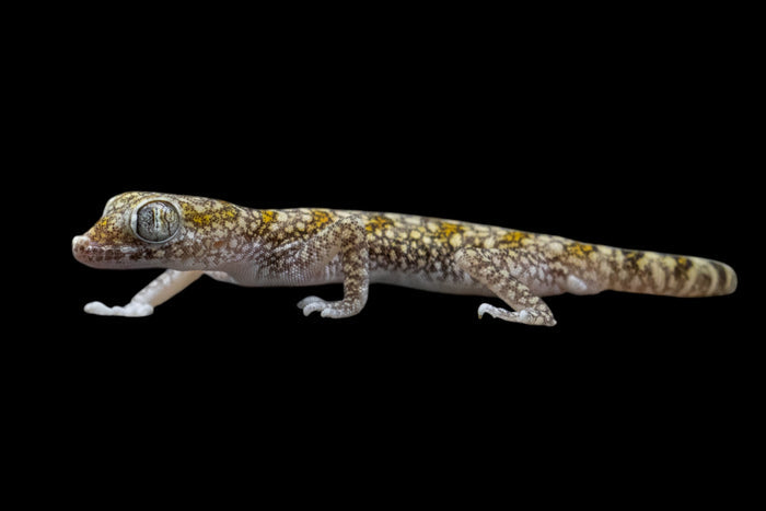 Dune Gecko (Stenodactylus sthenodactylus)