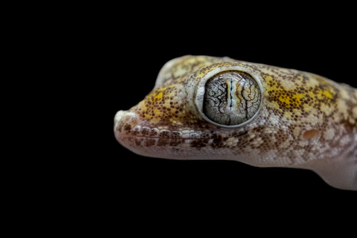 Dune Gecko (Stenodactylus sthenodactylus)