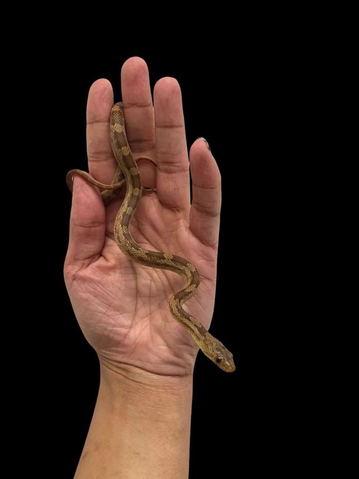 Eastern Rat Snake