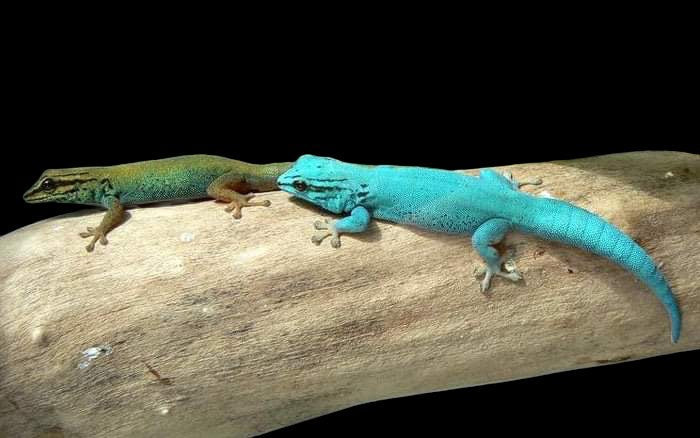 Electric Blue Day Gecko (Lygodactylus williamsi)