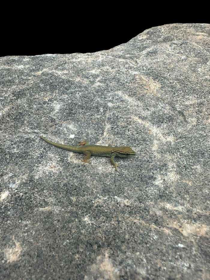 Electric Blue Day Gecko (Lygodactylus williamsi)