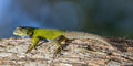 Emerald Swift (Sceloporus malachiticus)