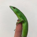 Emerald Tree Skink (Lamprolepis smaragdina)