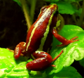 Epipedobates anthonyi 'Santa Isabel'
