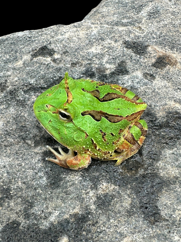 Fantasy Horned Frog - C. cranwelli x C. cornuta (Green)