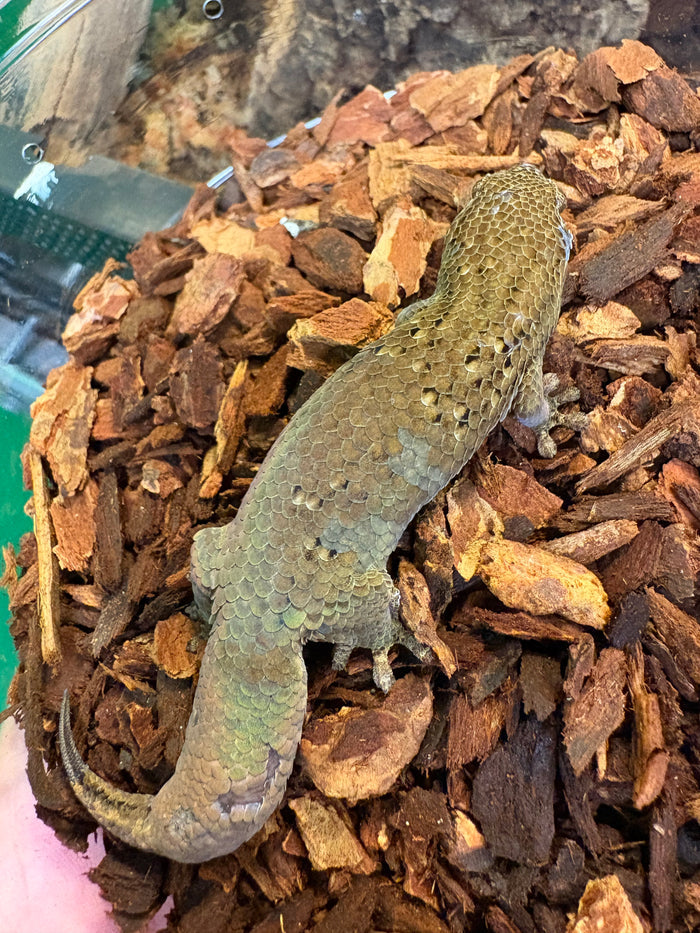 Fish-scale Gecko (Geckolepis maculata)