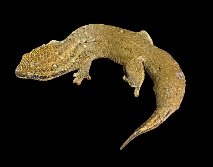 Fish-scale Gecko (Geckolepis maculata)