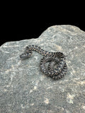 Florida Kingsnake (Normal)