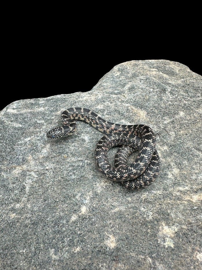 Florida Kingsnake (Normal)