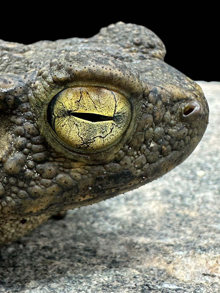 Giant Asian River Toad