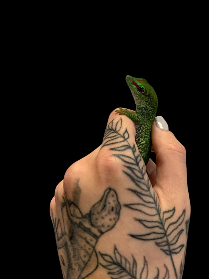 Giant Day Gecko (Copy)