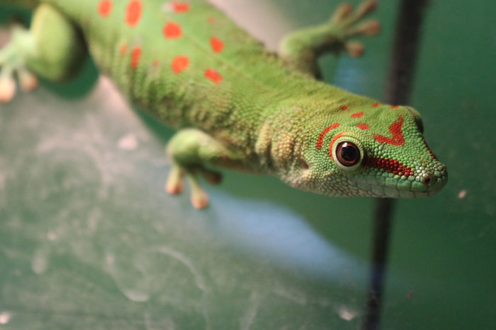 Giant Day Gecko (Phelsuma grandis)