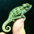 Helmeted Chamelon (Trioceros hoehnelii)