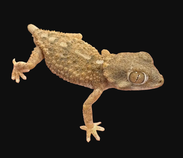 Helmethead Gecko (Tarentola chazaliae)